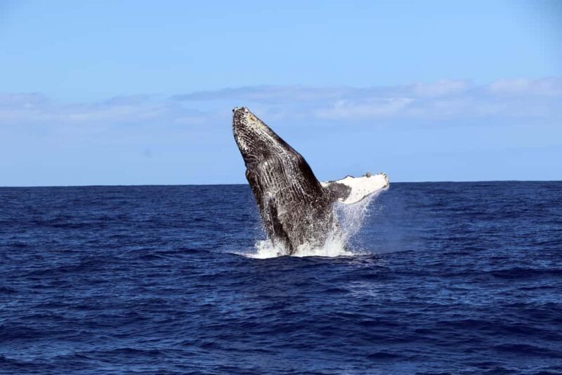 Oahu: Snorkeling & Dolphin Watch Cruise w/ Luau Style Buffet - Scenic Cruising: Sunset and Beyond