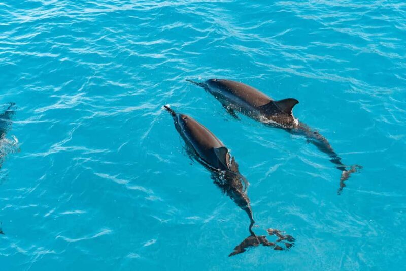 Oahu: Speedboat Snorkeling Adventure and Wild Dolphin Swim - What to Expect from the Tour