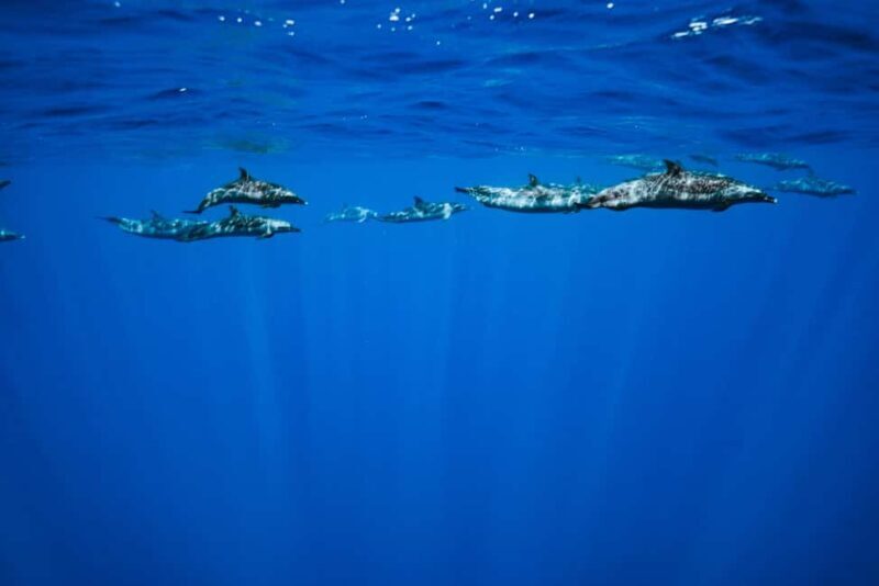 Oahu: Speedboat Snorkeling Adventure and Wild Dolphin Swim - Who Should Consider This Tour?