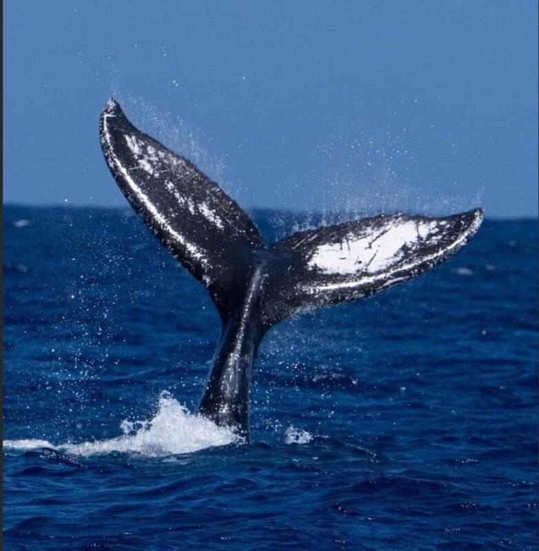 Oahu: Sunset Humpback Whale Watching Tour - Key Points