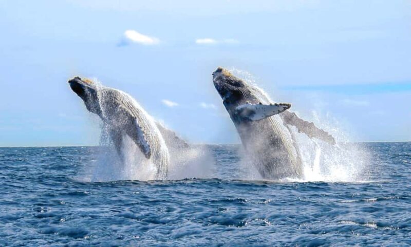 Oahu: Sunset Humpback Whale Watching Tour - An In-Depth Look at the Sunset Humpback Whale Watching Tour