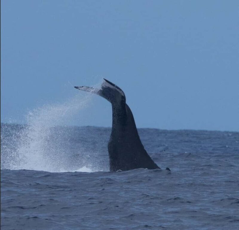 Oahu: Sunset Humpback Whale Watching Tour - The Sum Up
