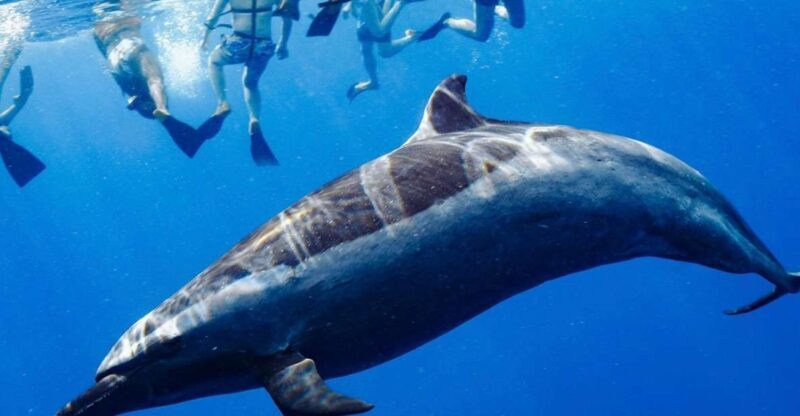 Oahu: Swim with Dolphins, Turtle Snorkel Tour and Waterslide - Who Should Consider This Tour?