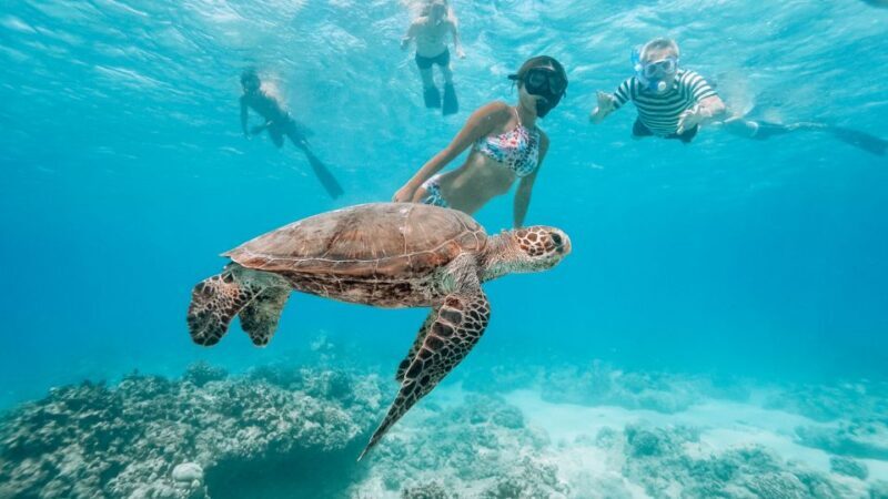 Oahu: Swim with Dolphins, Turtle Snorkel Tour and Waterslide - The Sum Up: Is It Worth It?