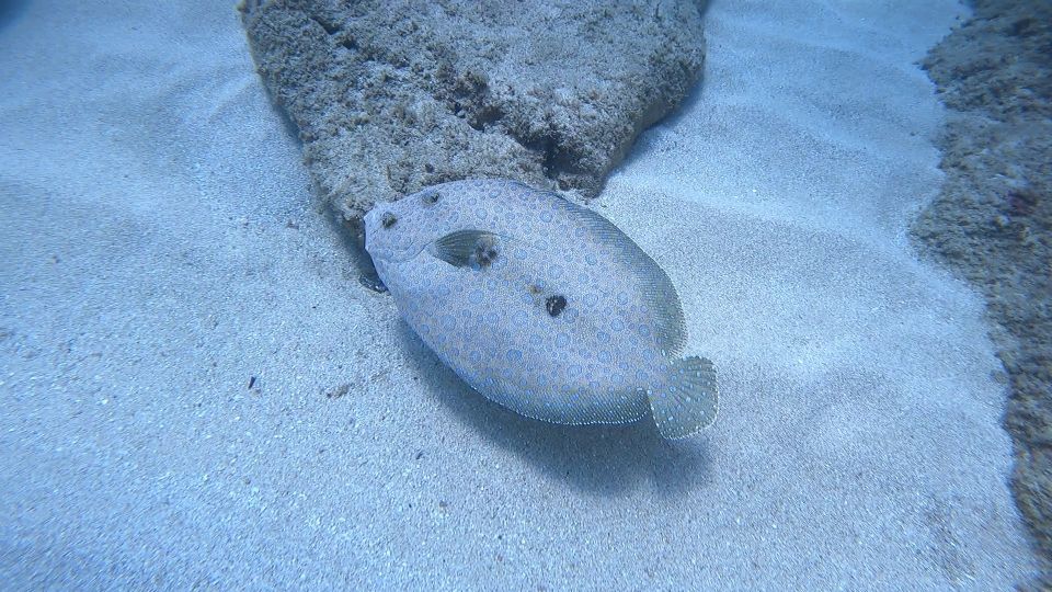 Oahu: Try Scuba Diving From Shore - Booking Details and Pricing