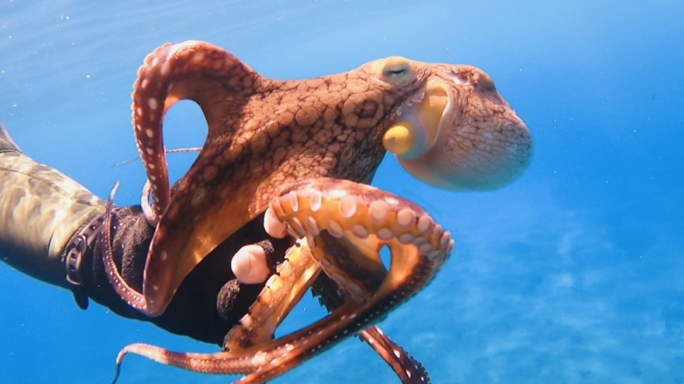 Oahu: Try Scuba Diving From Shore - Restrictions and Exclusions