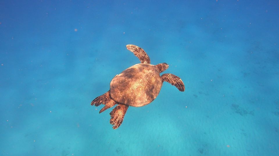 Oahu: Try Scuba Diving From Shore - Capturing the Memories