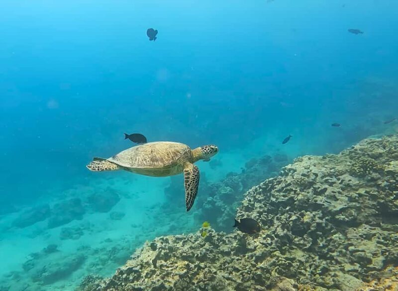 Oahu: Turtle Canyon Snorkeling Adventure with Gear - What to Bring and What to Know