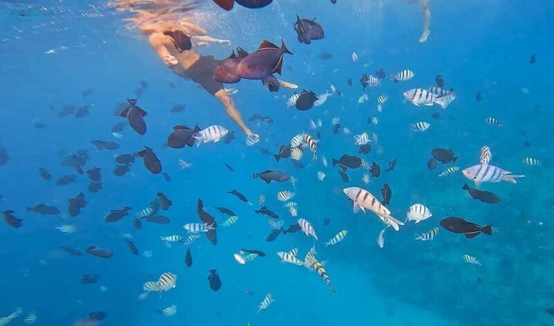 Oahu: Turtle Canyon Snorkeling Adventure with Gear - Final Thoughts: Who’s This Tour For?