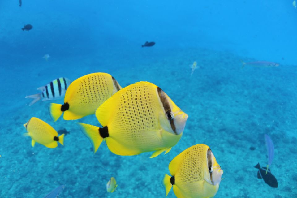 Oahu: Turtle Canyon Snorkeling & Hula Dance - Authentic Hawaiian Cultural Performances