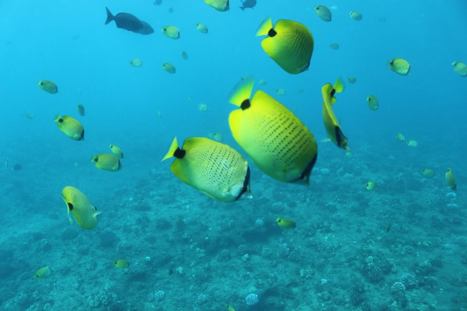 Oahu: Turtle Canyon Snorkeling & Hula Dance - Exploring the Boat