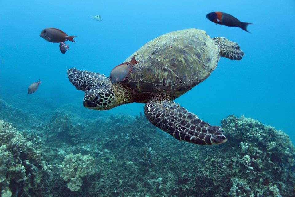 Oahu: Turtle Canyon Snorkeling & Hula Dance - Logistical Details