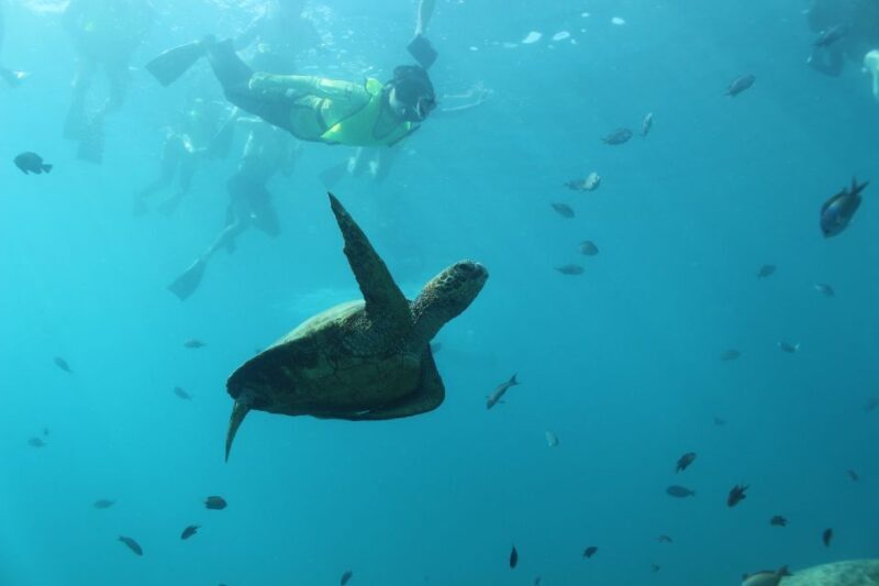 Oahu: Turtle Canyon Snorkeling & Hula Show - Oahu: Turtle Canyon Snorkeling & Hula Show