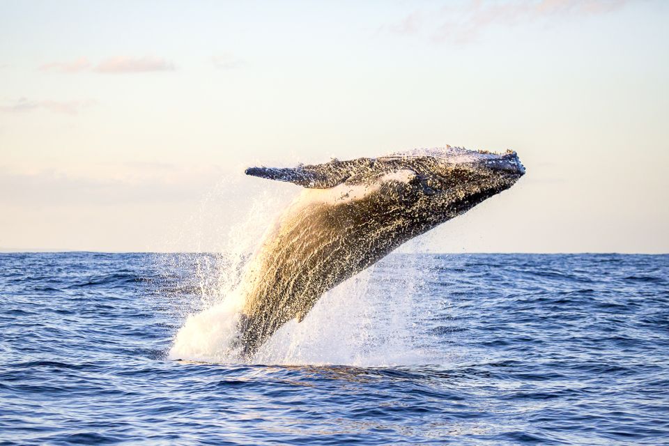 Oahu: Waikiki Eco-Friendly Afternoon Whale Watching Trip - Humpback Whale Spotting