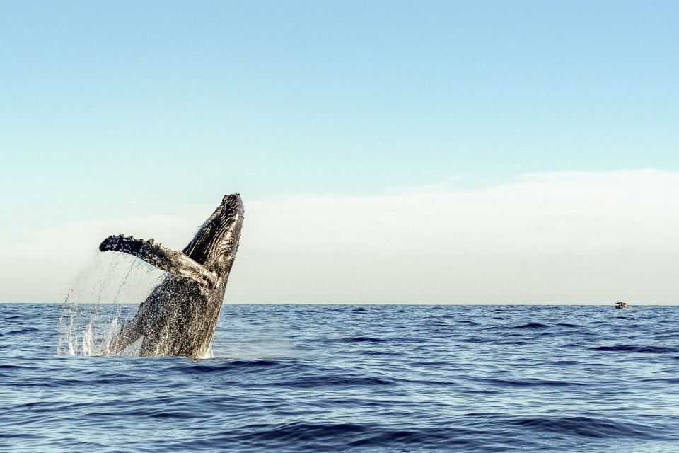 Oahu: Waikiki Eco-Friendly Afternoon Whale Watching Trip - Refreshments and Beverages Included