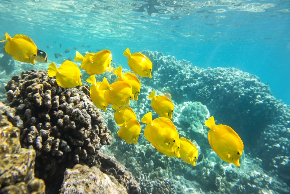 Oahu: Waikiki Snorkel and Sailing Day Trip With Lunch - Included Features