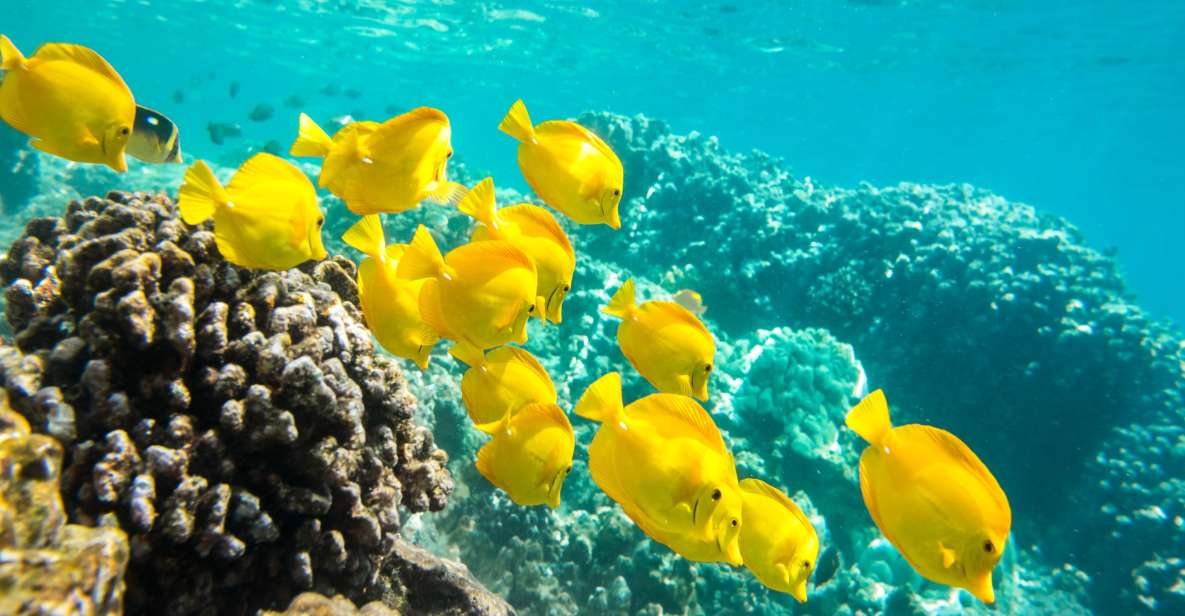 Oahu: Waikiki Snorkel and Sailing Day Trip With Lunch - Key Highlights
