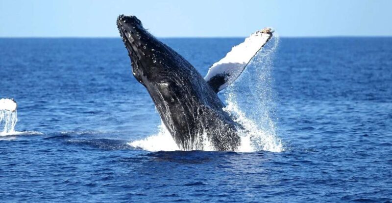Oahu: Waikiki Whale Watching Cruise - Key Points