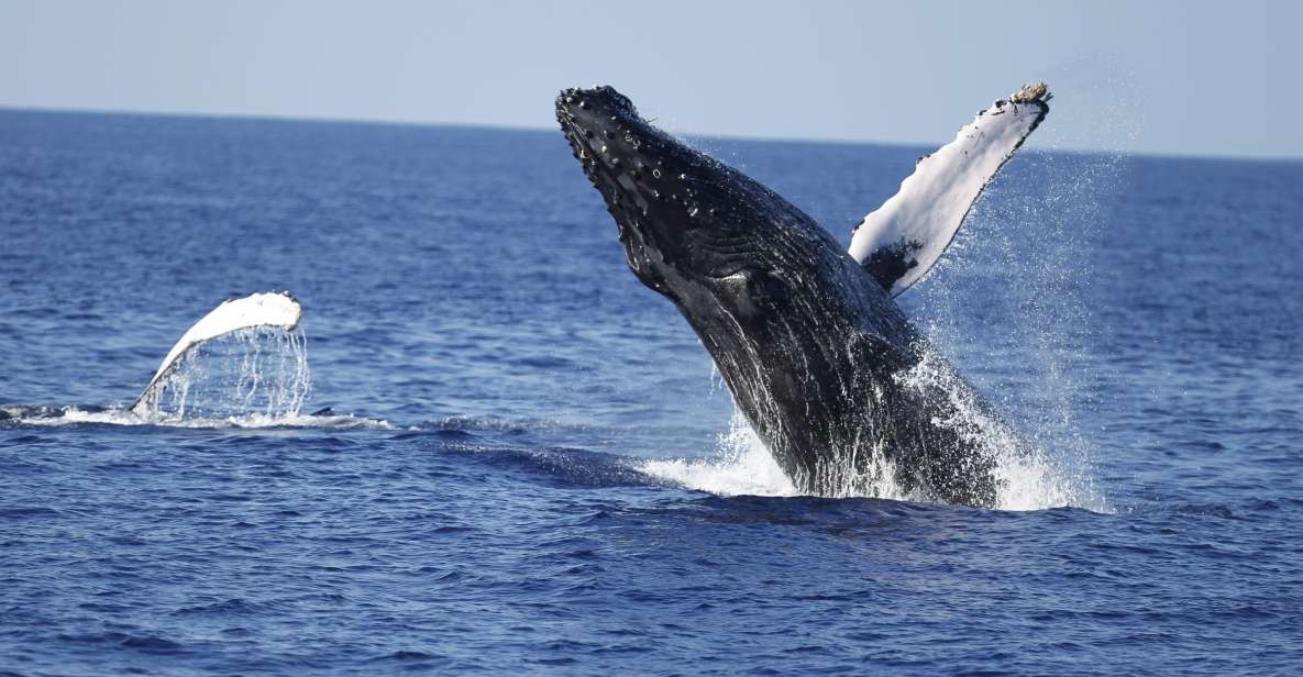 Oahu: Waikiki Whale Watching Tour-Donut and Coffee Included - Key Points
