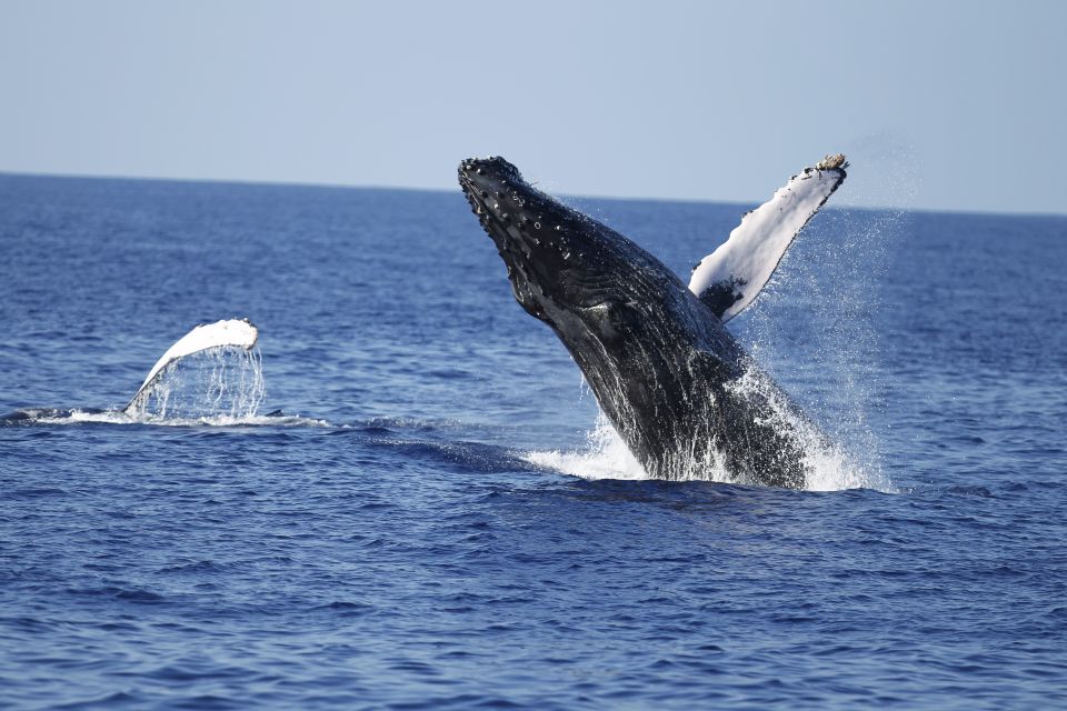 Oahu: Waikiki Whale Watching Tour-Donut and Coffee Included - Boat and Amenities