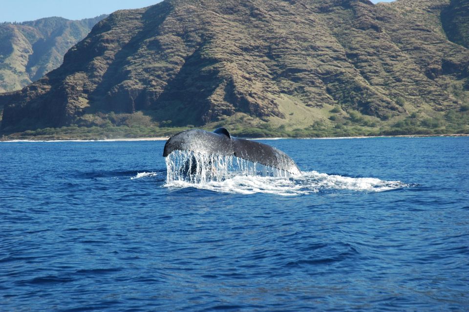 Oahu: Waikiki Whale Watching Tour-Donut and Coffee Included - Cultural Experiences