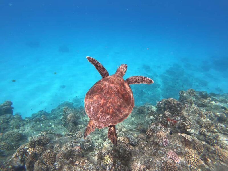O'ahu West Coast Whale Watching and Turtle Snorkeling - Key Points