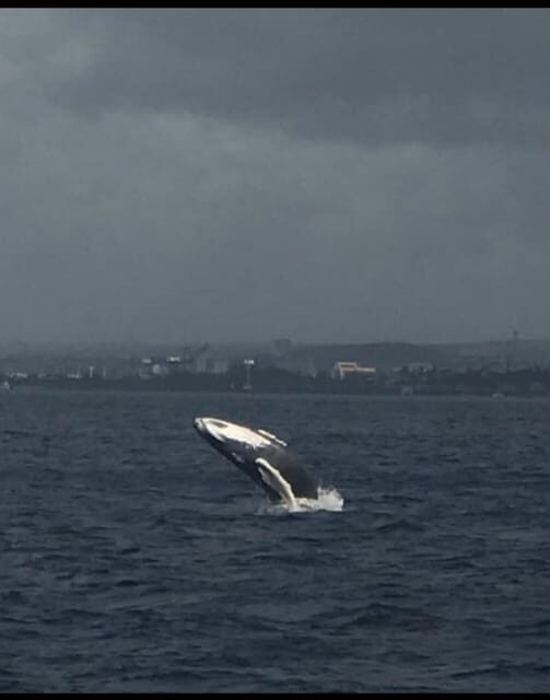 Oahu: Whale Sail Charter - Key Points