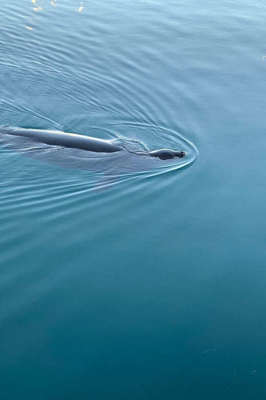 Oahu: Whale Sail Charter - FAQ