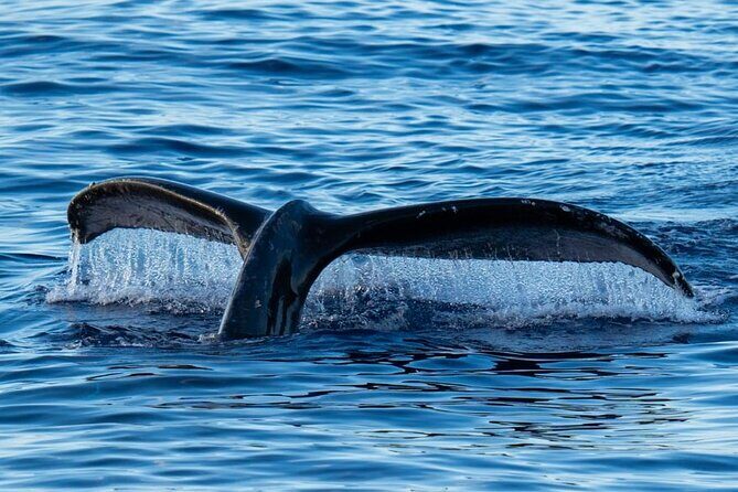 Oahu Whale Watch Tour & Waikiki Sunset Boat Tour - The Itinerary: What to Expect on Your Tour