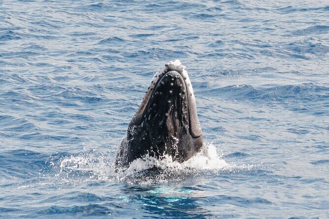 Oahu Whale Watch Tour & Waikiki Sunset Boat Tour - Who Should Book This Tour?