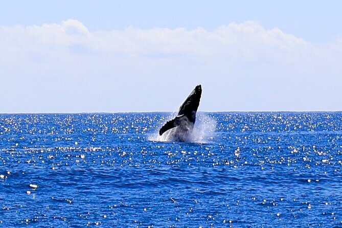 Oahu Whale Watch Tour & Waikiki Sunset Boat Tour - Final Thoughts