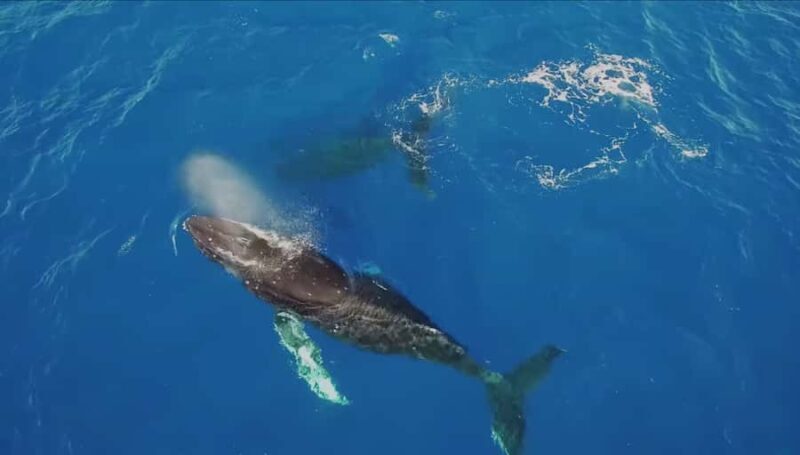 Oahu: Whale Watching Catamaran Tour near Waikiki - Final Thoughts: Is It Worth It?