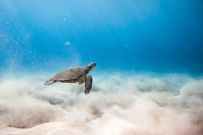 Oahu's Cheapest Circle Island Tour - Oahu’s Cheapest Circle Island Tour: A Practical, Authentic Day on the Island