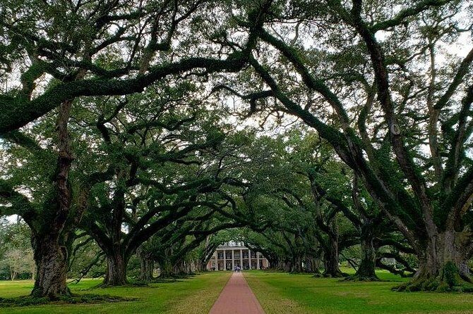 Oak Alley and Laura Plantation Tour with Transportation from New Orleans - A Practical Look at the Itinerary