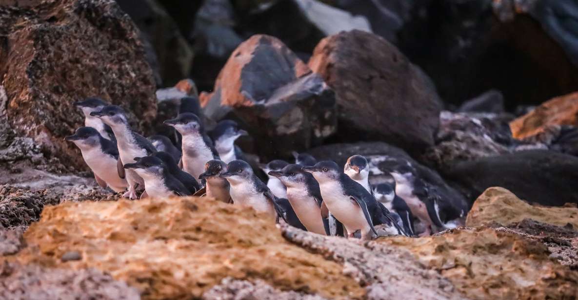 Oamaru: Blue Penguin Colony Evening Viewing Ticket - Live Tour Guide and Accessibility