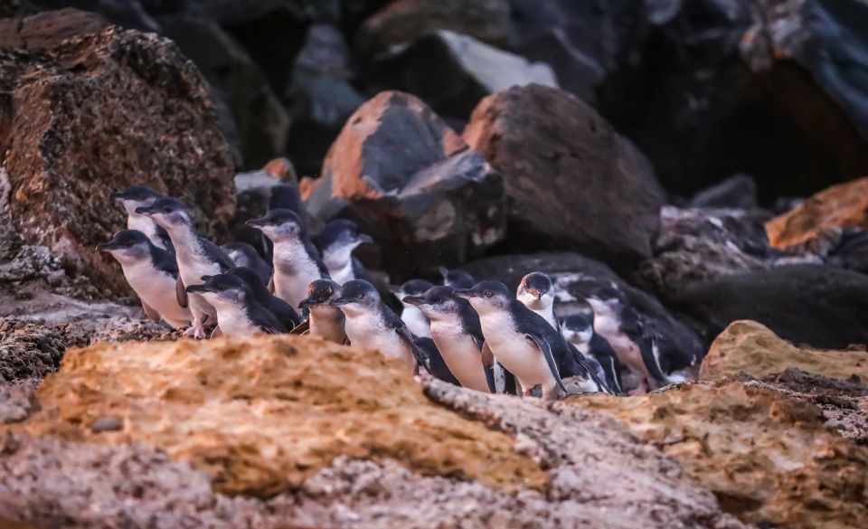 Oamaru: Blue Penguin Colony Evening Viewing Ticket - Cancellation Policy and Reservation Option