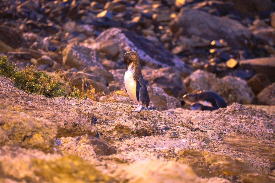 Oamaru: Blue Penguin Colony Evening Viewing Ticket - Customer Reviews and Ratings