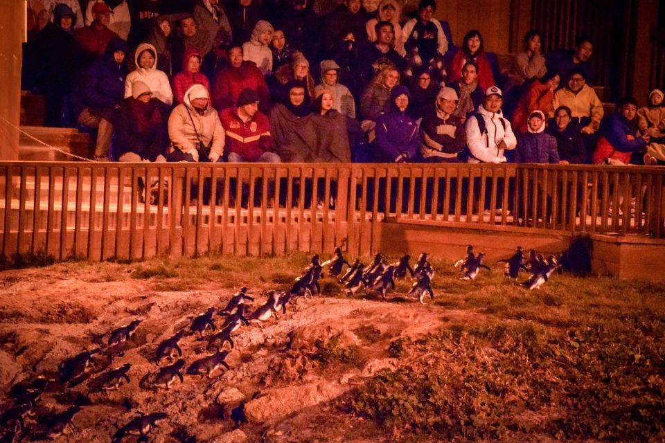 Oamaru: Blue Penguin Colony Evening Viewing Ticket - Frequently Asked Questions