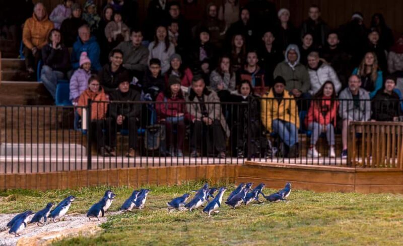 Oamaru: Penguins Evening Viewing Ticket - Key Points