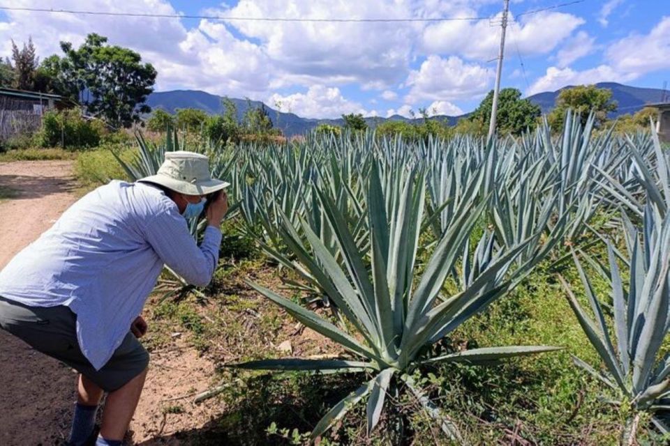 Oaxaca: Ancestral Mezcal Experience - Distinctive Mezcal Varieties