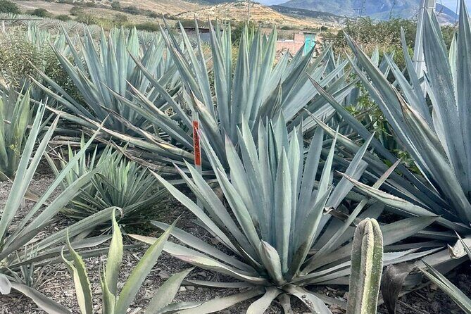 Oaxaca Day Trip Markets Hierve el Agua and Mezcal Tasting - Key Points