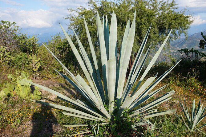 Oaxaca Day Trip Markets Hierve el Agua and Mezcal Tasting - The Practical Side: What to Expect