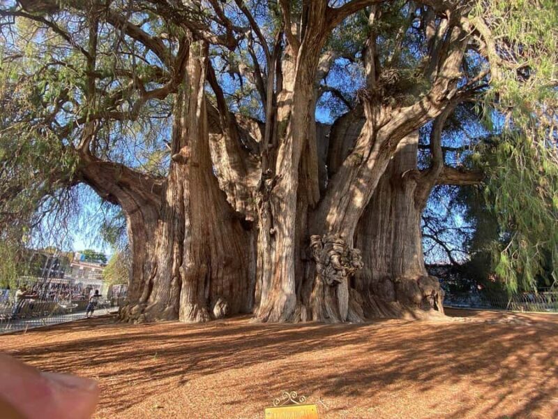 Oaxaca Hierve el Agua, Mitla, Árbol del Tule & Mezcal All-Inclusive - Discovering Oaxaca’s Gems: A Full-Day Adventure