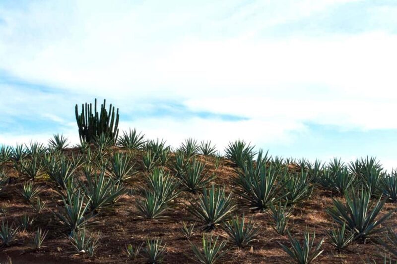 Oaxaca: Mezcal Tasting & Barrel Ride - Key Points