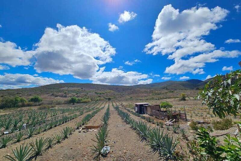 Oaxaca: Private Lunch in Maguey Fields with Mezcal Tasting - Mezcal Tasting: A Deep Dive into a Mexican Classic
