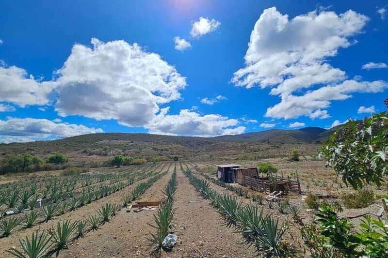 Oaxaca: Private Lunch in Maguey Fields with Mezcal Tasting - Who Should Consider This Tour