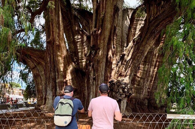 Oaxaca Private Tour 3 Days Monte Albany and Mitla and City - Who Will Love This Tour?