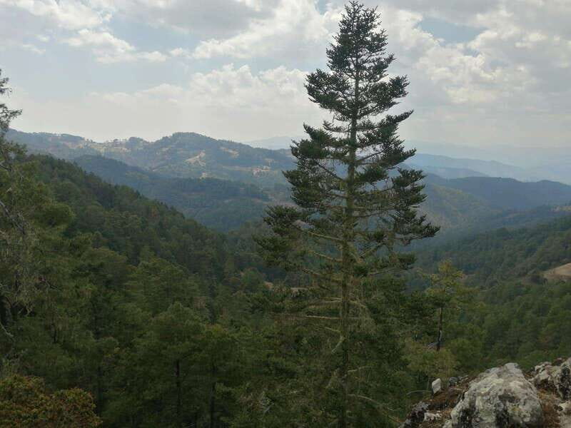 Oaxaca: Sierra Norte Tour with Zipline and Hanging Bridge - An In-Depth Look at the Sierra Norte Tour