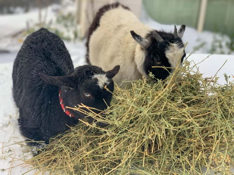 Oberon: Breaky with The Crew - Animal Lover Experience! - Key Points