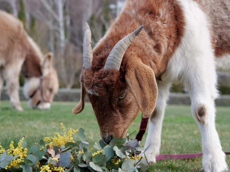 Oberon: Breaky with The Crew - Animal Lover Experience! - Practical Details & Considerations